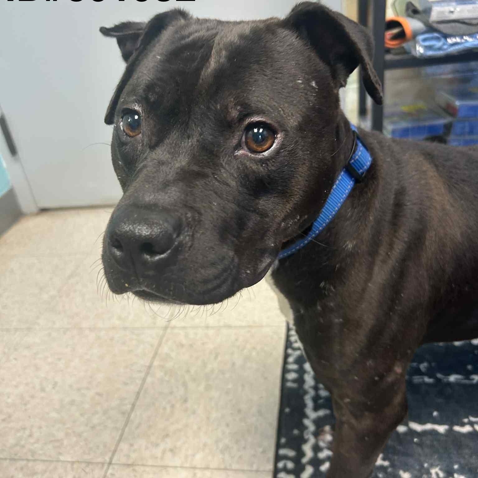 Enlarge Rambo, a Adoptable American Staffordshire Terrier in Ashland, VA image 3/5