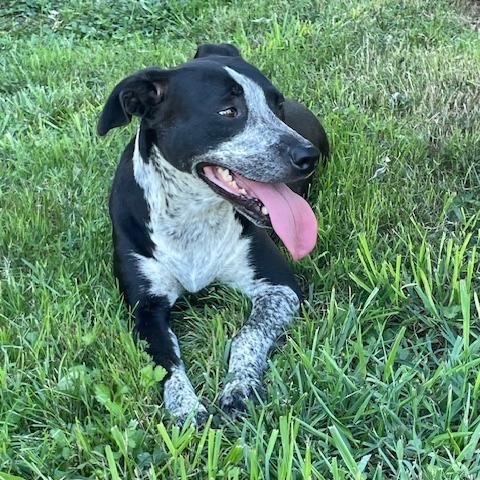 Dixie Rose, a Adoptable Mixed Breed in Lenoir, NC image 1/6