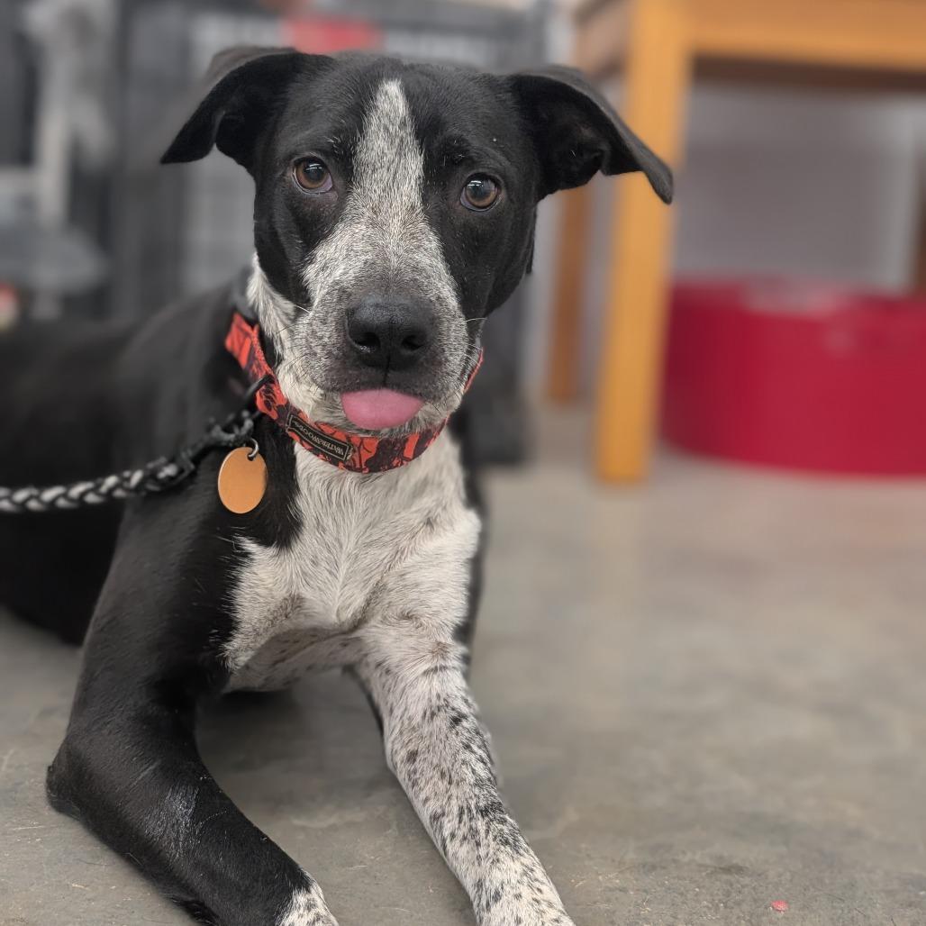 Dixie Rose, a Adoptable Mixed Breed in Lenoir, NC image 2/6