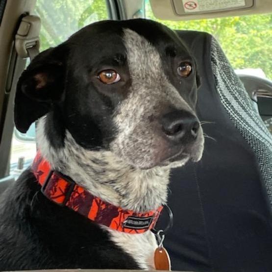Dixie Rose, a Adoptable Mixed Breed in Lenoir, NC image 2/6