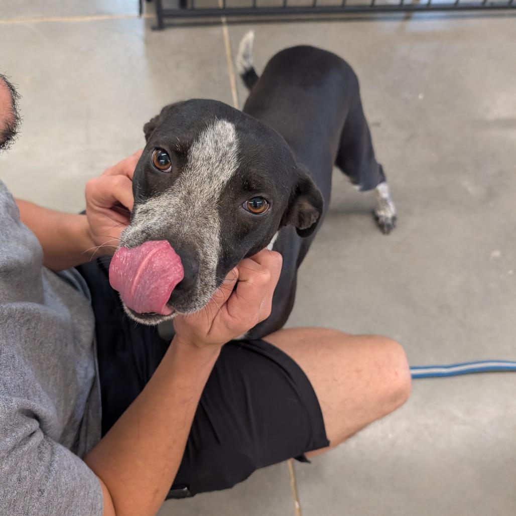 Dixie Rose, a Adoptable Mixed Breed in Lenoir, NC image 3/6