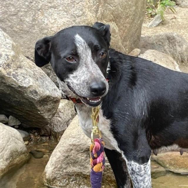 Dixie Rose, a Adoptable Mixed Breed in Lenoir, NC image 4/6