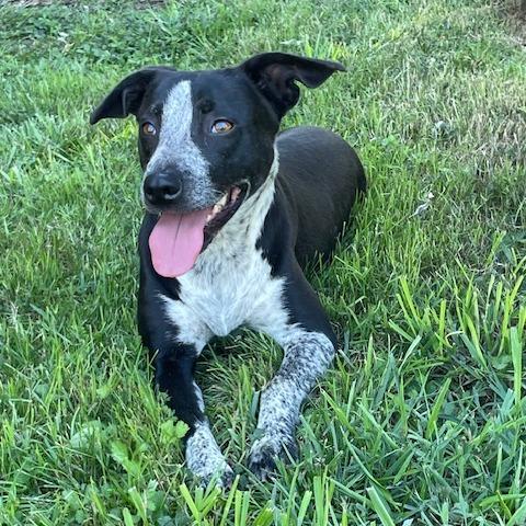 Dixie Rose, a Adoptable Mixed Breed in Lenoir, NC image 5/6