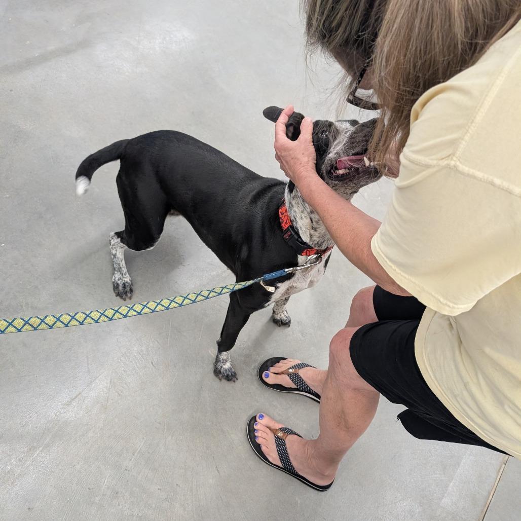 Dixie Rose, a Adoptable Mixed Breed in Lenoir, NC image 6/6