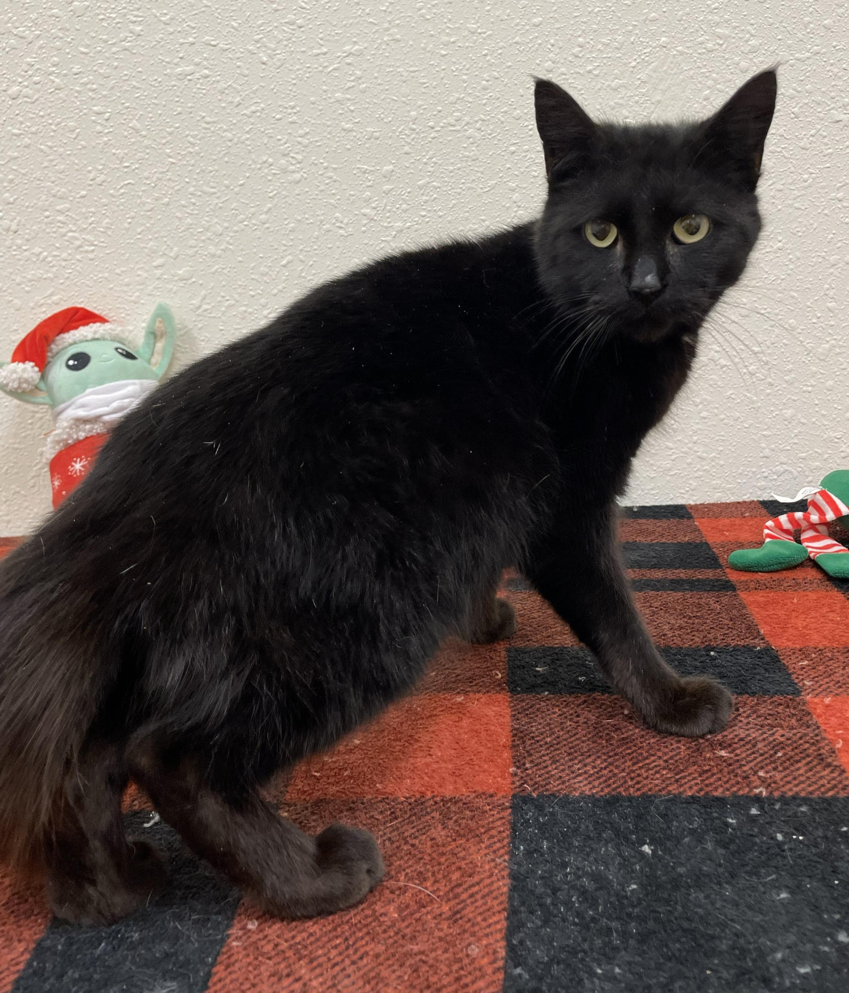 Enlarge Loki, a Adoptable Domestic Short Hair in Red Wing, MN image 2/3