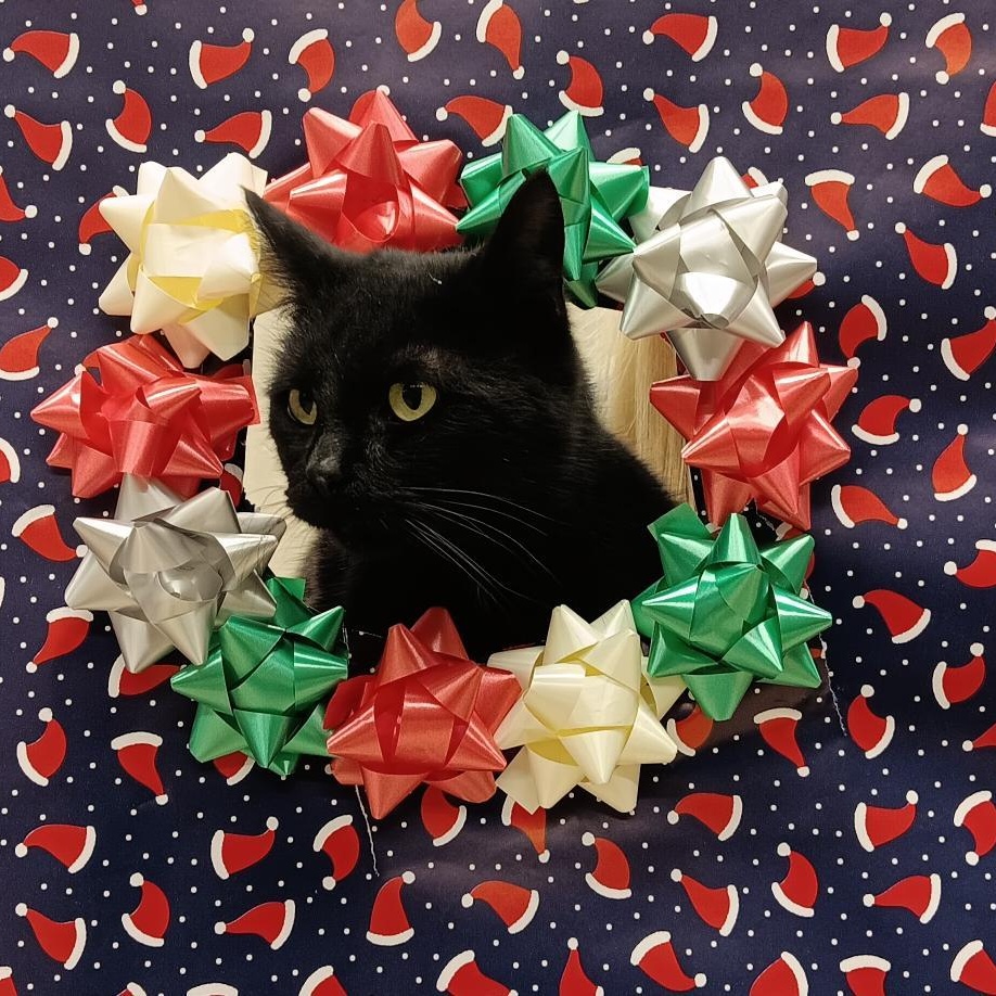 Enlarge Loki, a Adoptable Domestic Short Hair in Red Wing, MN image 1/3