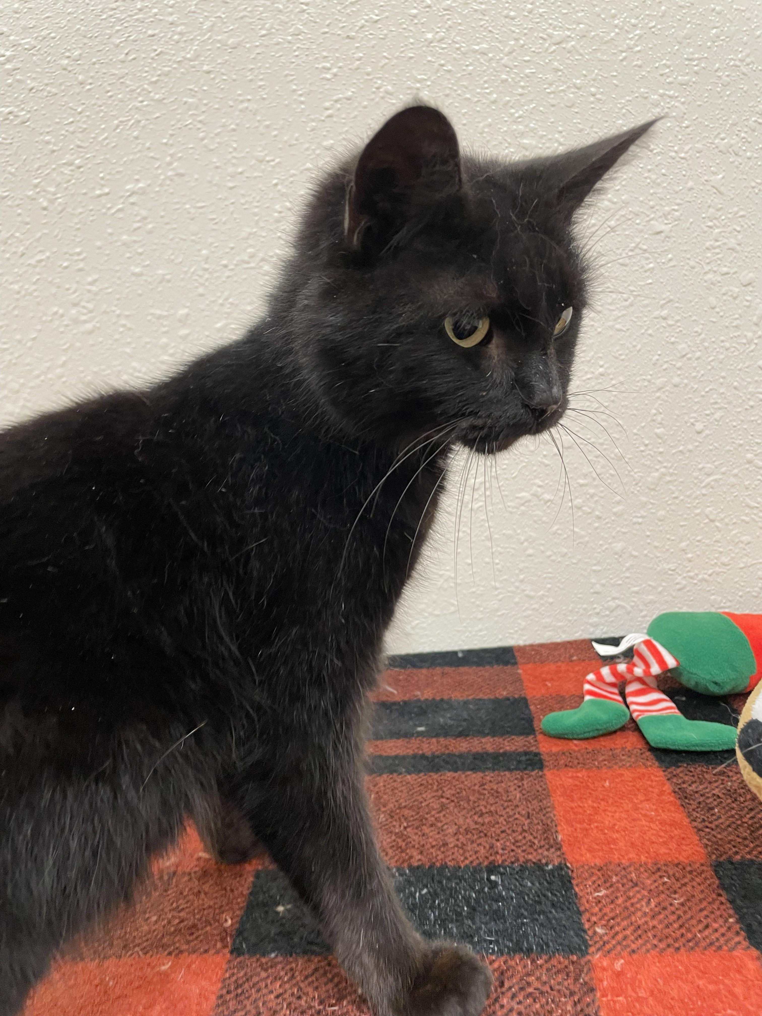 Enlarge Loki, a Adoptable Domestic Short Hair in Red Wing, MN image 3/3