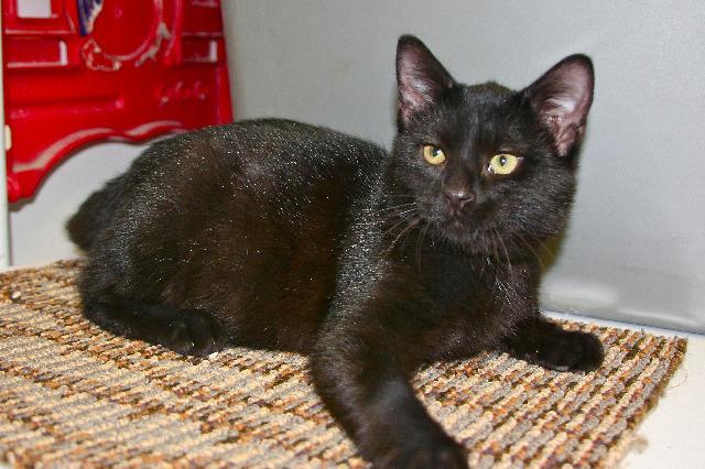 Enlarge Tippy Toe, a Adoptable mixed breed in Kodiak, AK image 2/3