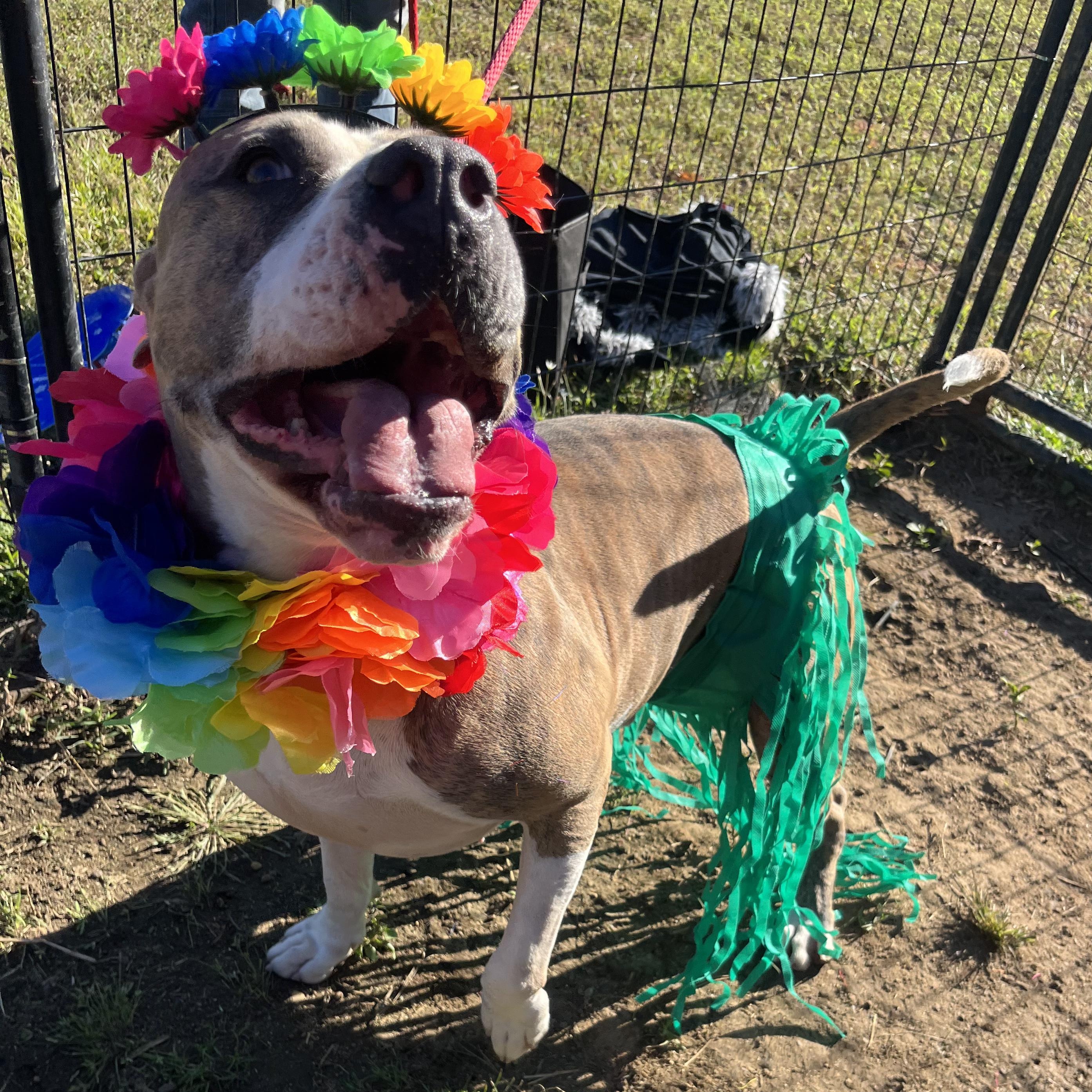 Saint, Adoptable, Adult Male Boxer & Pit Bull Terrier.