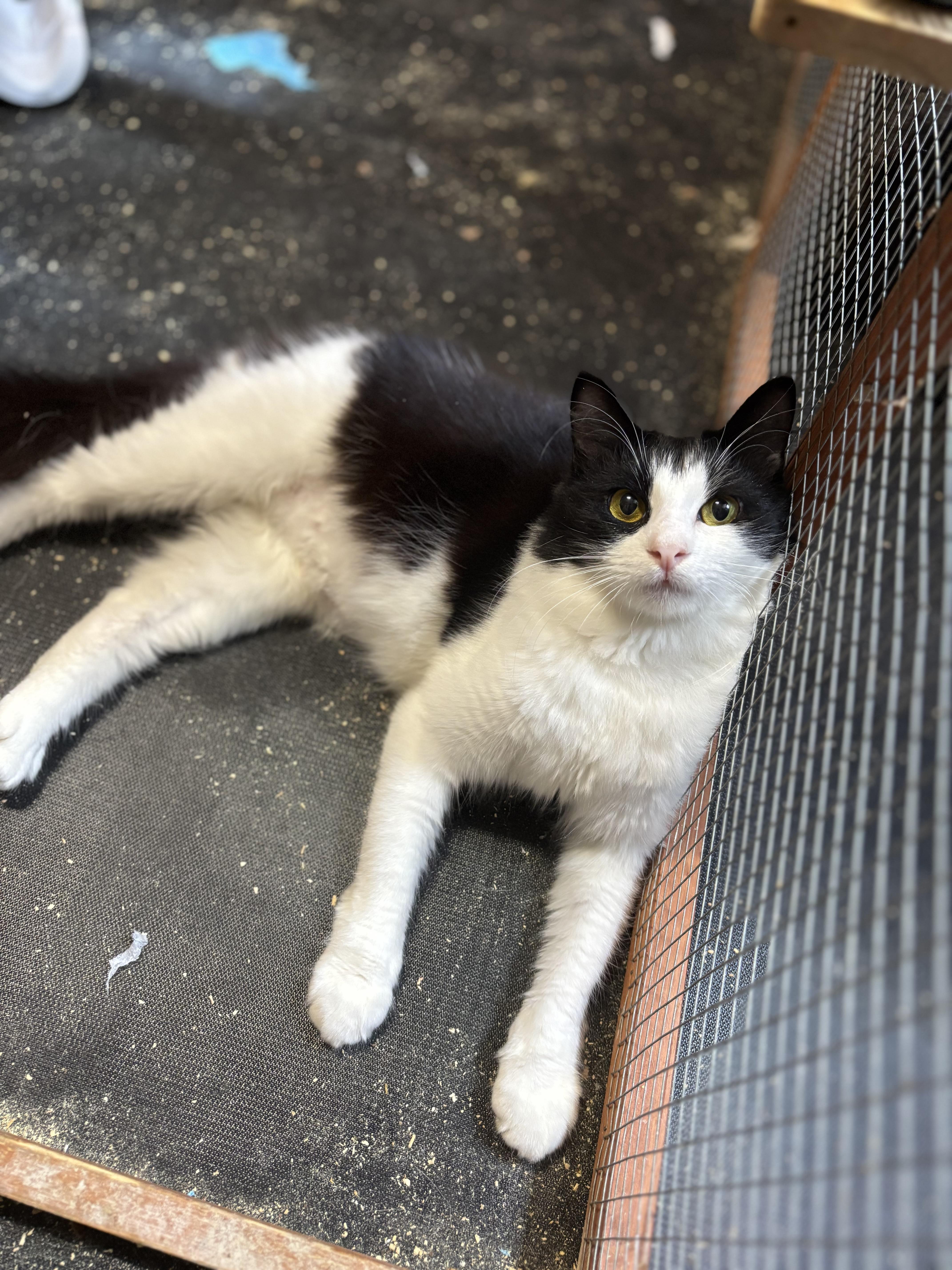 Maya, Young Female Domestic Medium Hair