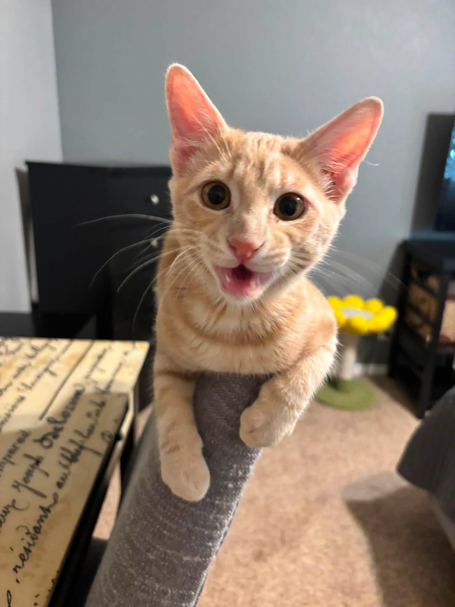 Funyun, ADOPTABLE, Young Male Domestic Short Hair.