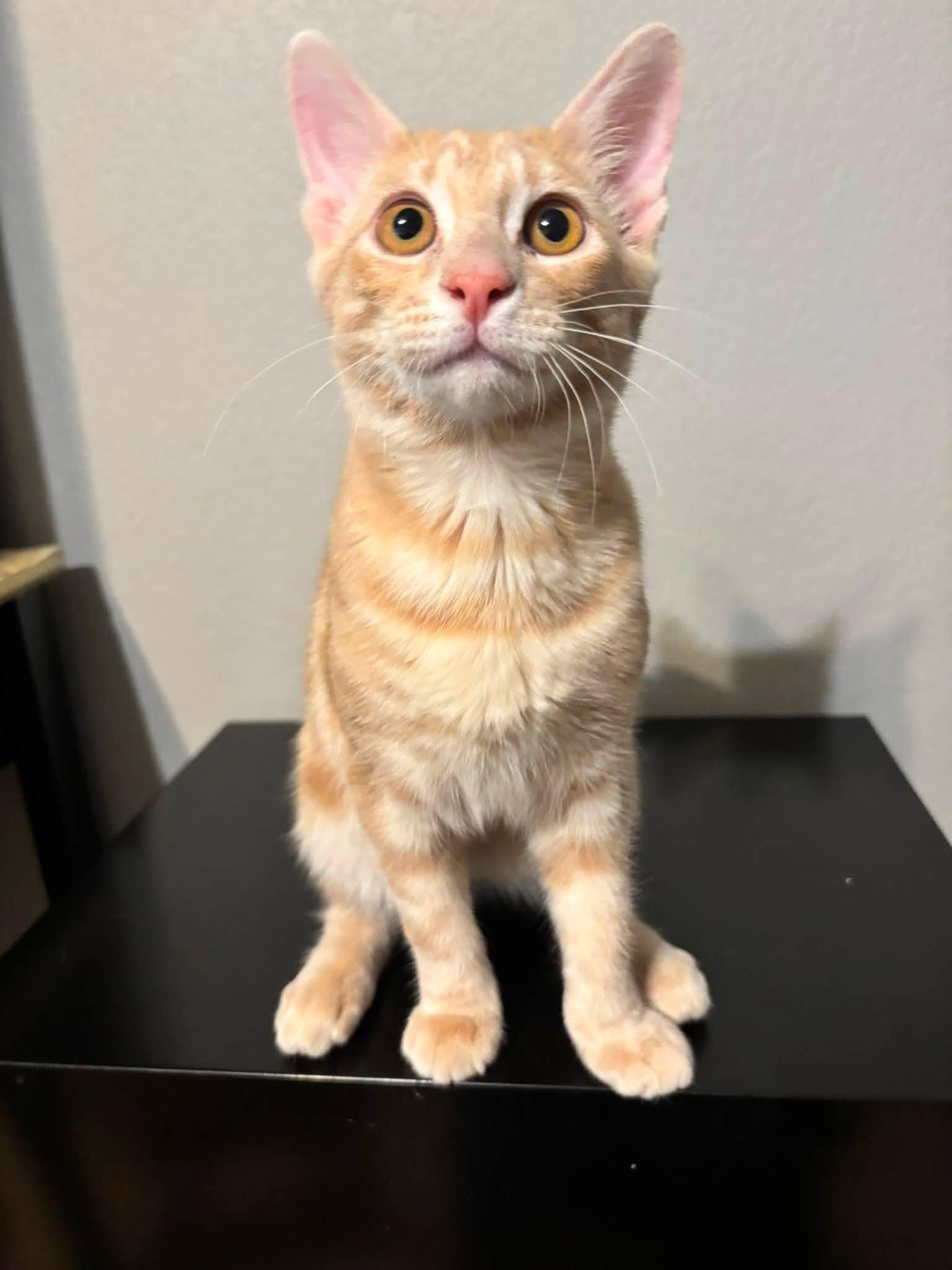 Funyun, a ADOPTABLE Domestic Short Hair in Midland, TX image 2/2