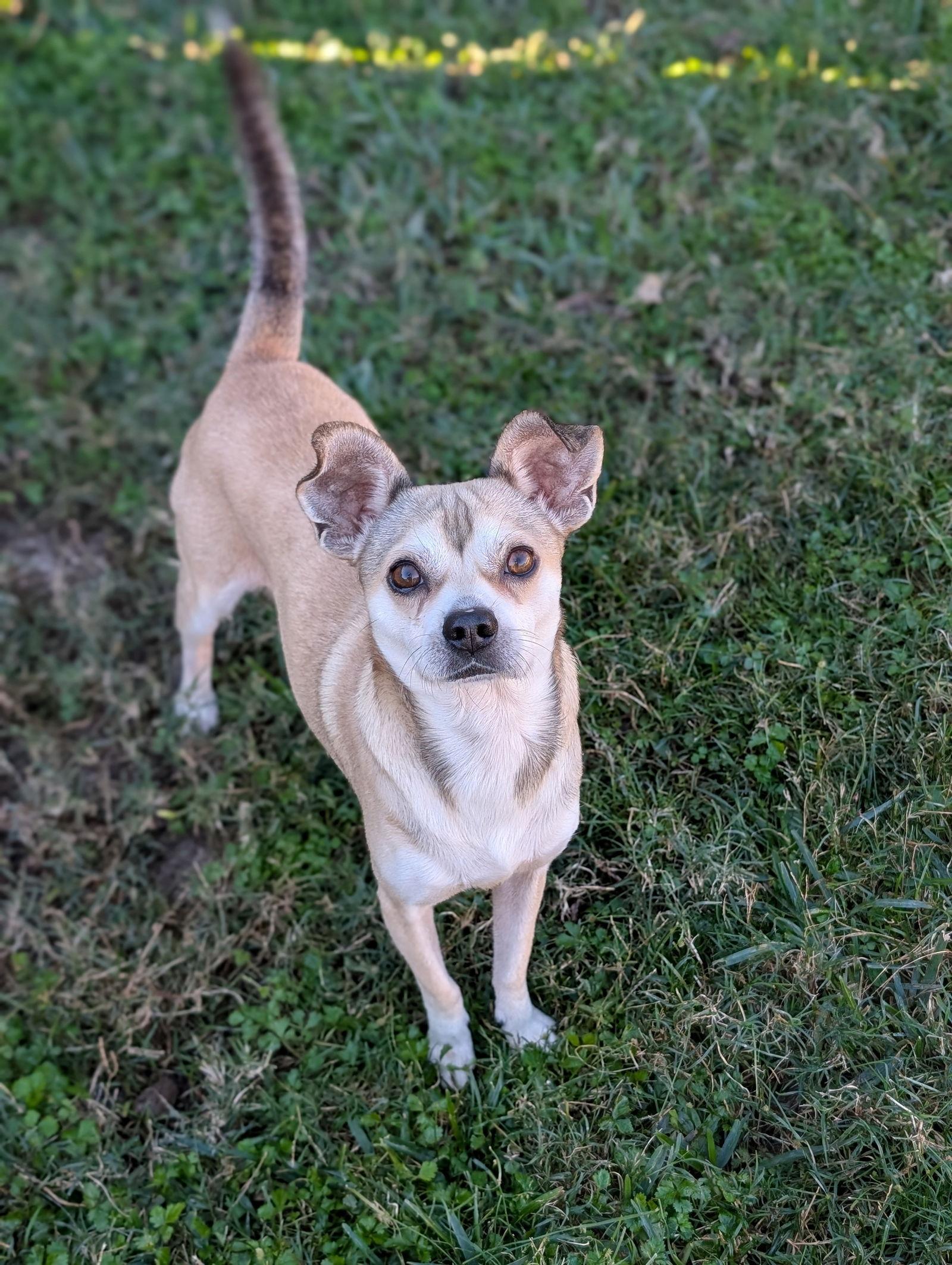 Flip- cute little guy!, Adoptable, Adult Male Chihuahua & Pug.
