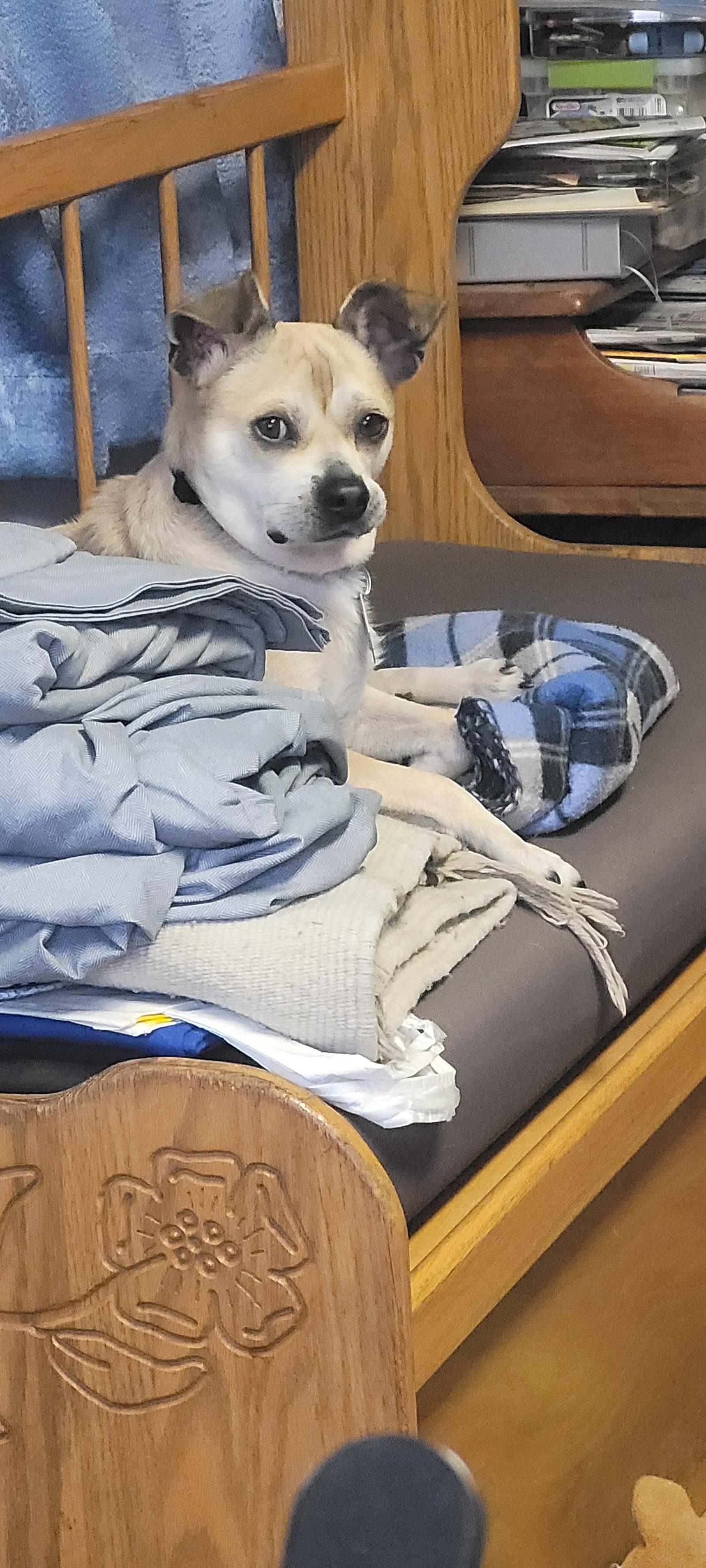 Enlarge Flip- cute little guy!, a Adoptable mixed breed in Oakhurst, NJ image 2/3