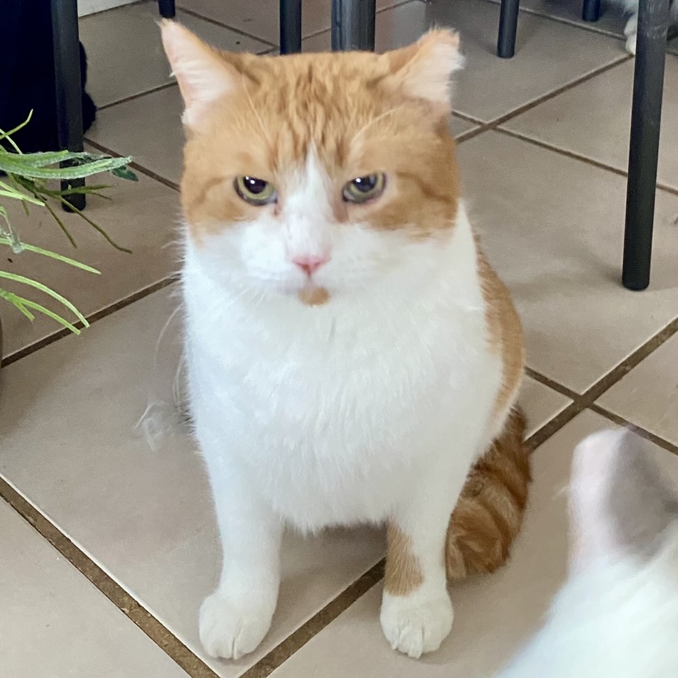 Enlarge Ron, a Adoptable Domestic Short Hair in Las Cruces, NM image 3/4