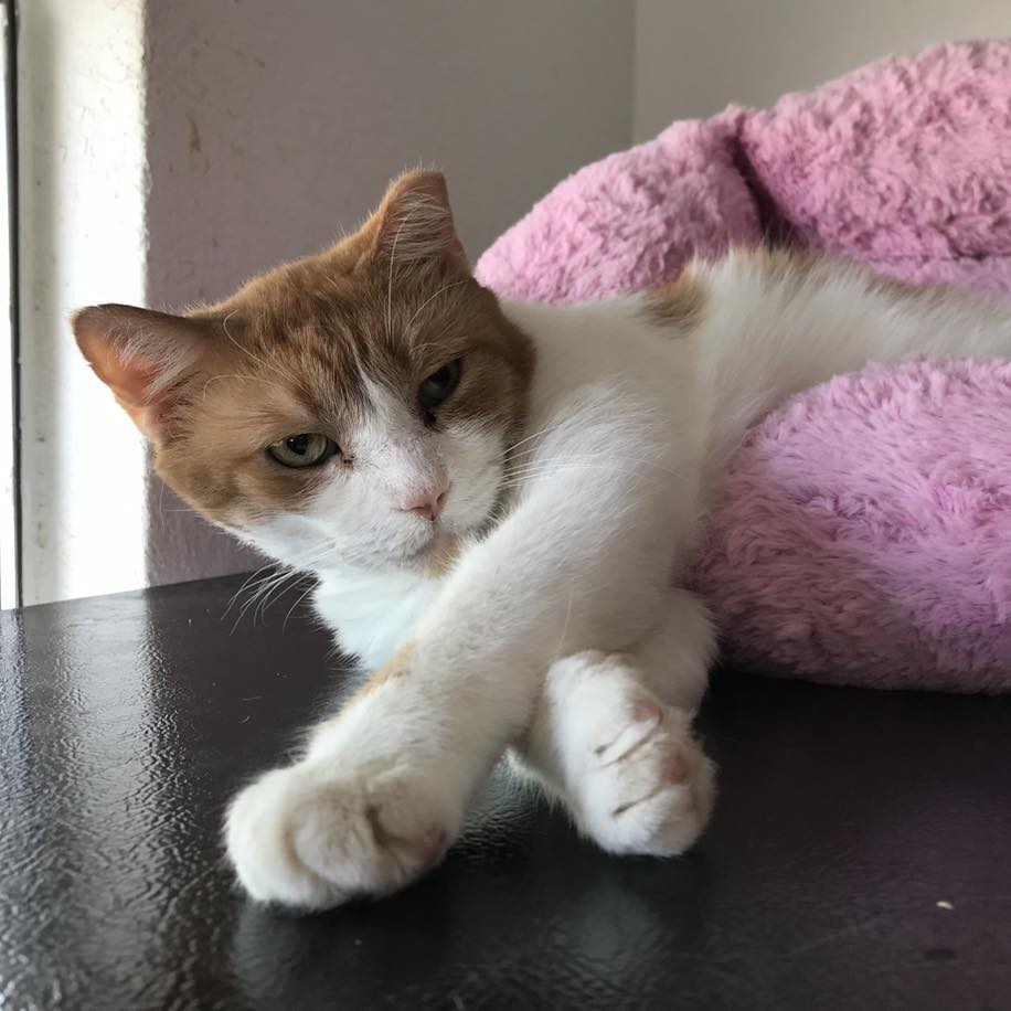 Enlarge Ron, a Adoptable Domestic Short Hair in Las Cruces, NM image 1/4