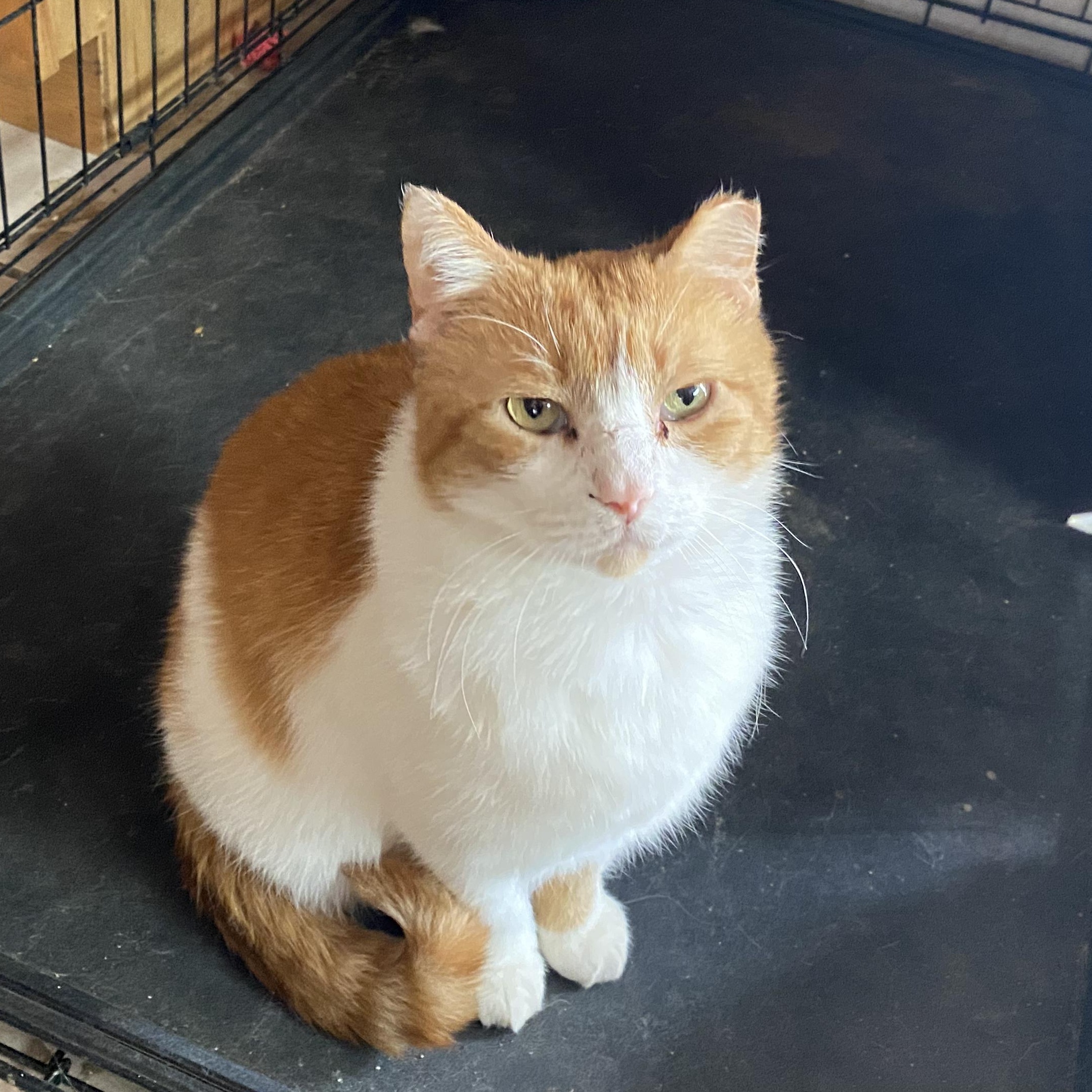 Enlarge Ron, a Adoptable Domestic Short Hair in Las Cruces, NM image 4/4