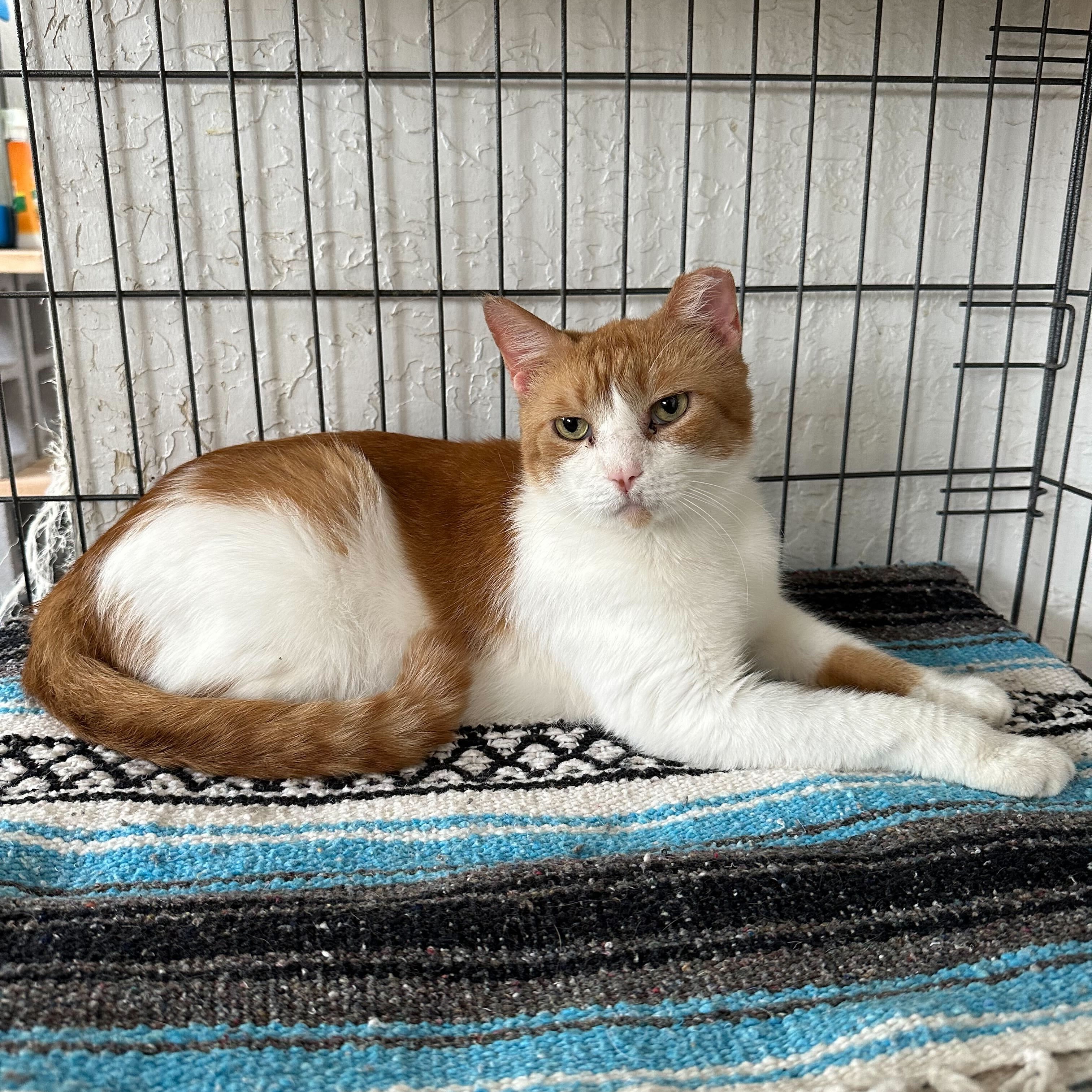 Enlarge Ron, a Adoptable Domestic Short Hair in Las Cruces, NM image 2/4