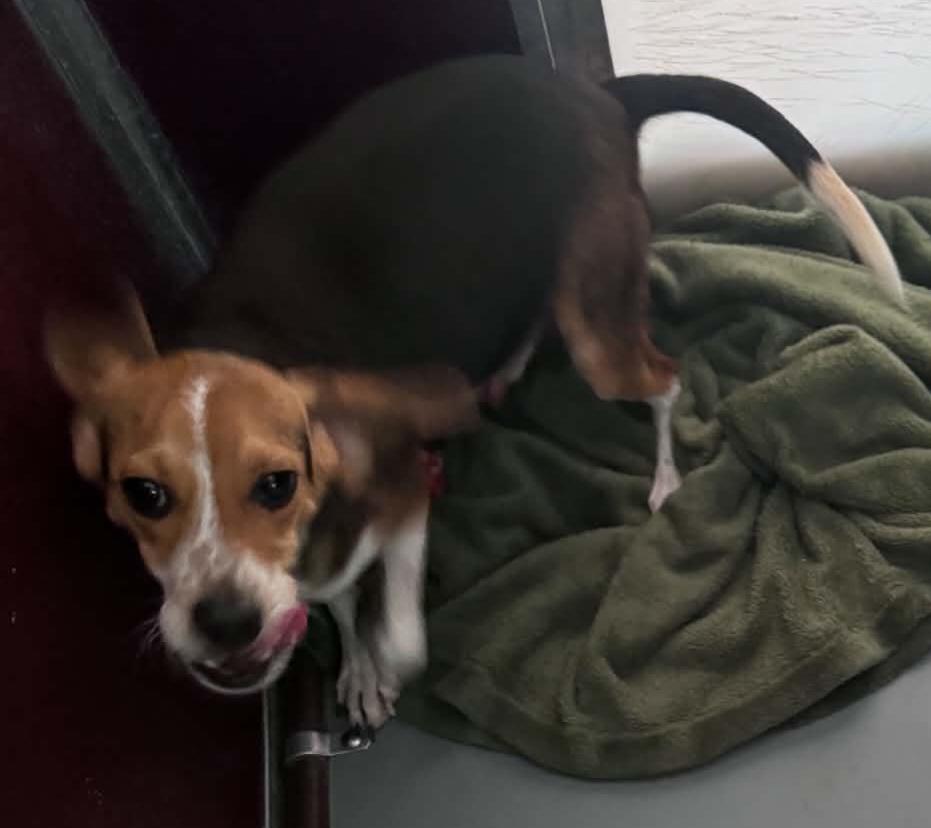 Enlarge huey, a ADOPTABLE Beagle in Tappahannock, VA image 1/1