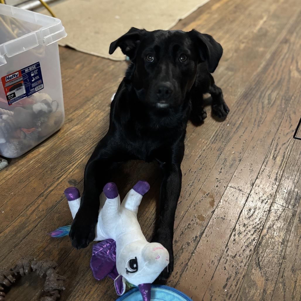 Enlarge Selena 2260, a Adoptable mixed breed in Kansas City, MO image 1/6