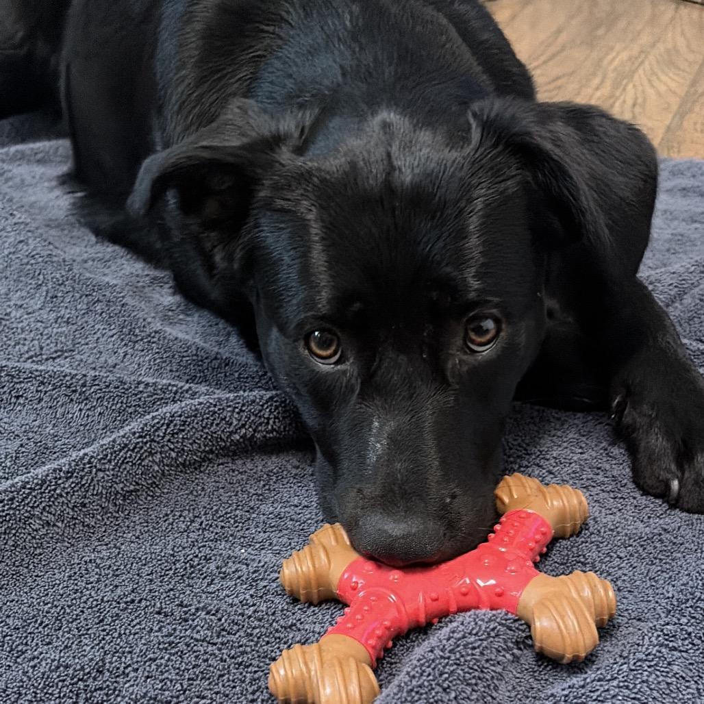 Enlarge Selena 2260, a Adoptable mixed breed in Kansas City, MO image 2/6