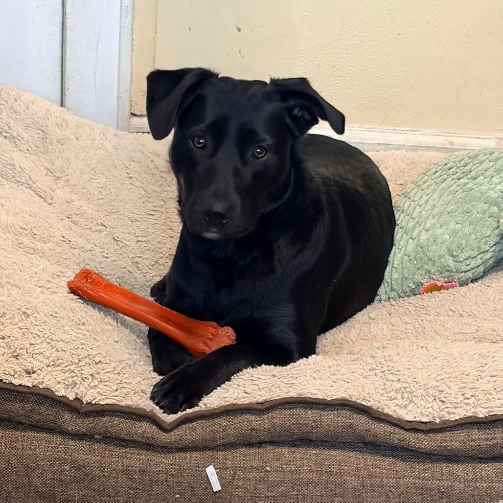 Enlarge Selena 2260, a Adoptable mixed breed in Kansas City, MO image 3/6