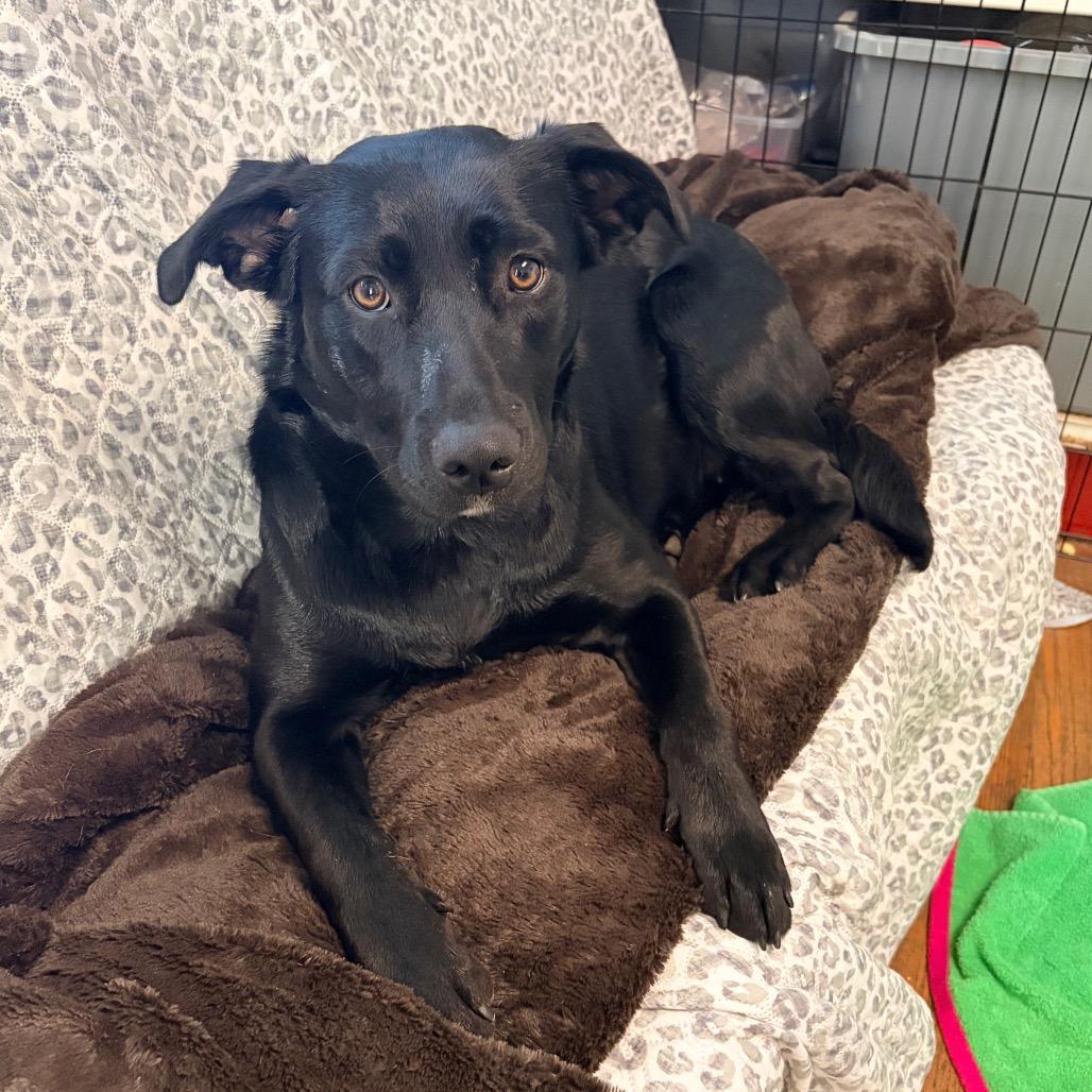 Enlarge Selena 2260, a Adoptable mixed breed in Kansas City, MO image 4/6