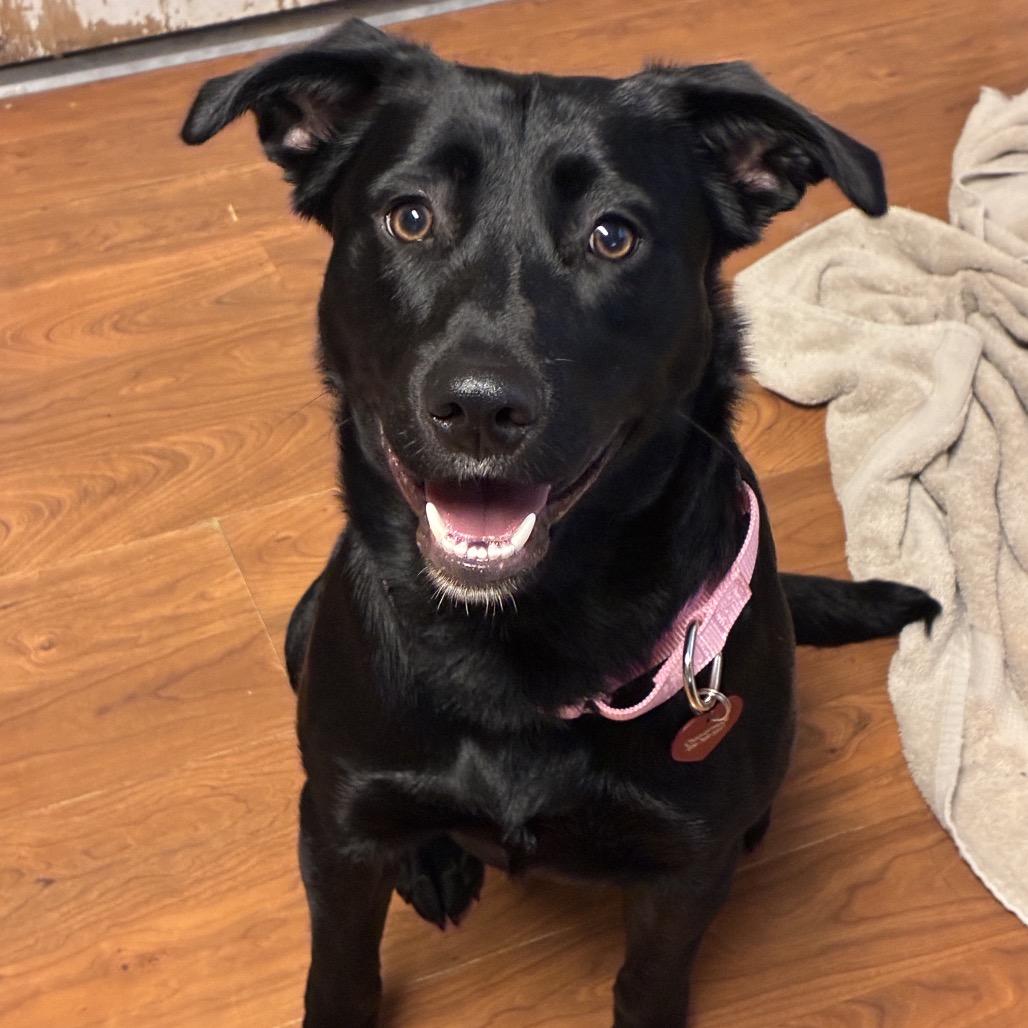 Enlarge Selena 2260, a Adoptable mixed breed in Kansas City, MO image 5/6