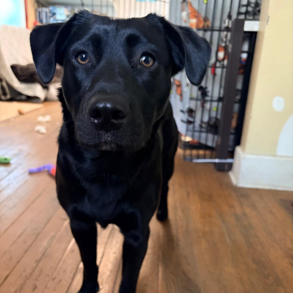 Enlarge Selena 2260, a Adoptable mixed breed in Kansas City, MO image 6/6