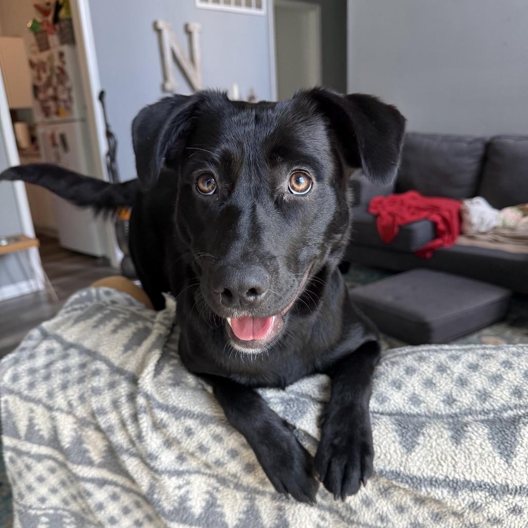 Selena 2260, a Adoptable mixed breed in Kansas City, MO image 2/6