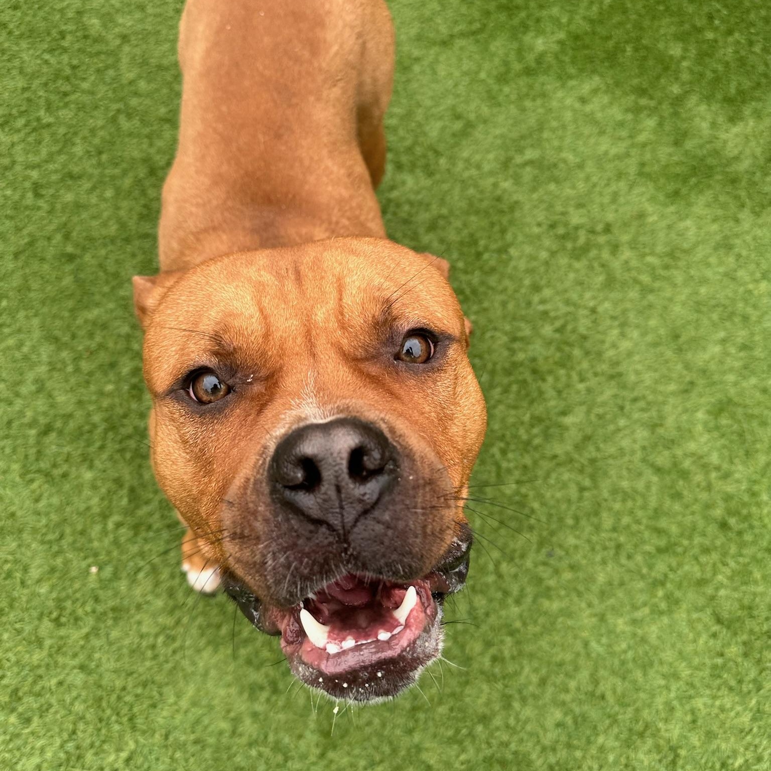 Piggy, a Adoptable mixed breed in Groton, CT image 3/5