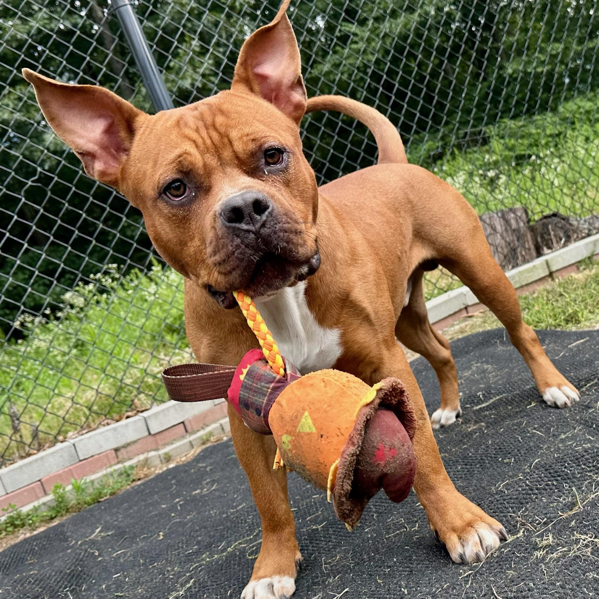 Piggy, a Adoptable mixed breed in Groton, CT image 2/5