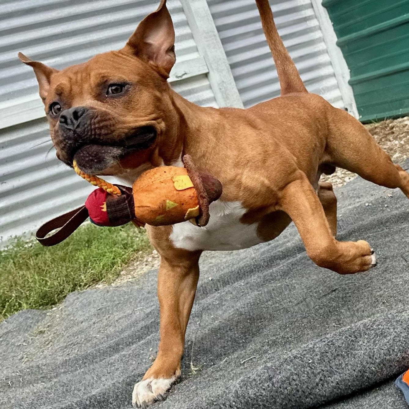 Piggy, a Adoptable mixed breed in Groton, CT image 4/5