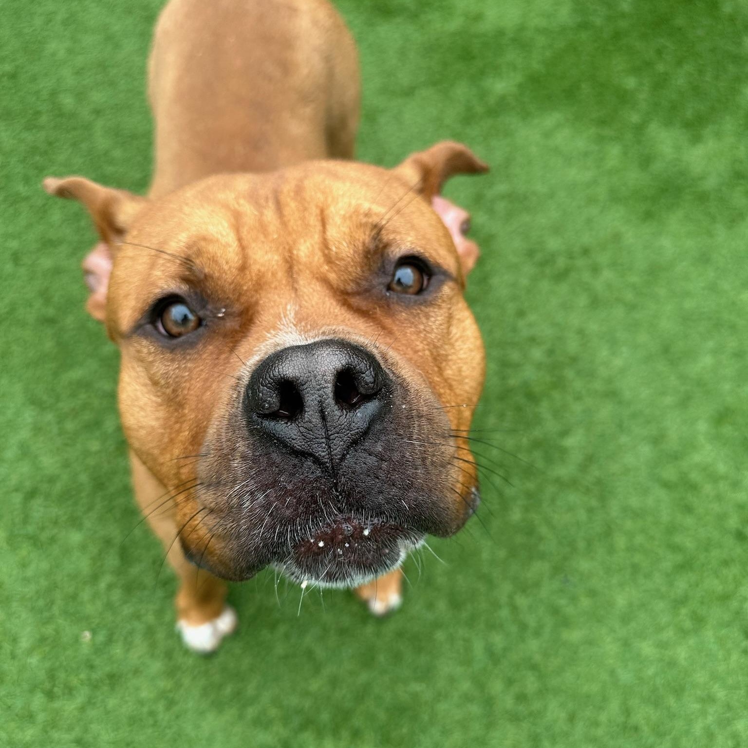 Piggy, a Adoptable mixed breed in Groton, CT image 5/5