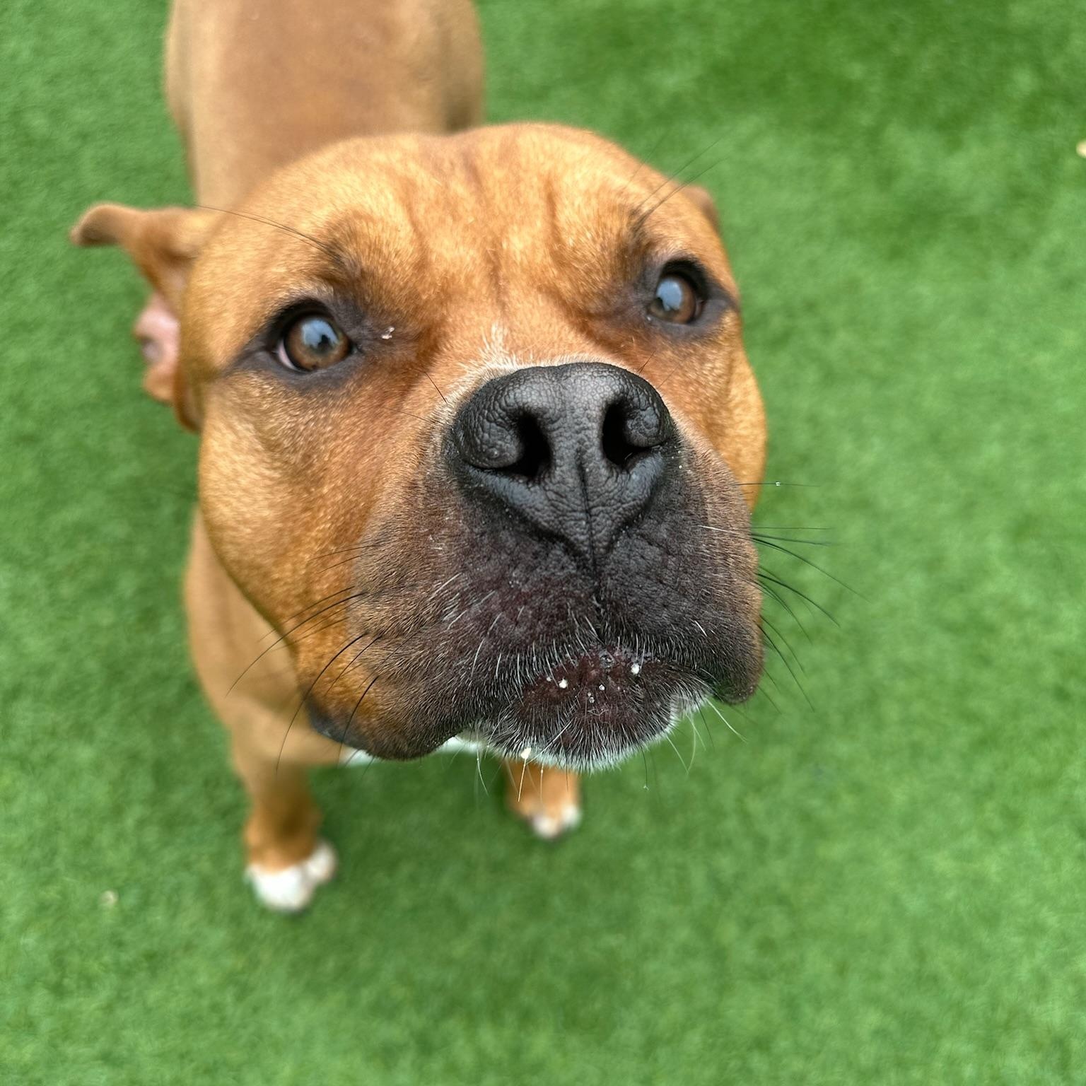 Piggy, a Adoptable mixed breed in Groton, CT image 1/5