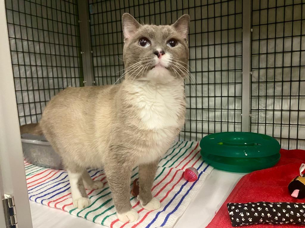 Frosty, Adoptable, Senior Male Domestic Short Hair.