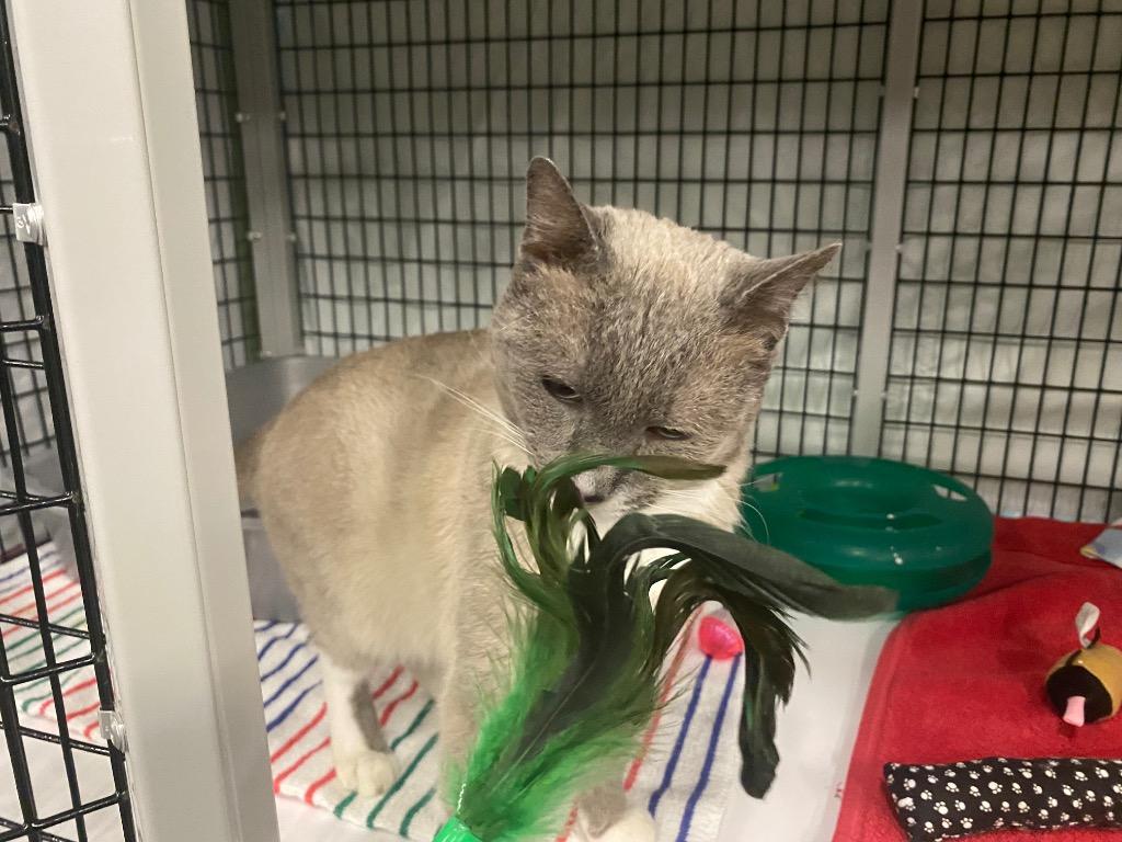 Enlarge Frosty, a Adoptable mixed breed in Raleigh, NC image 2/3