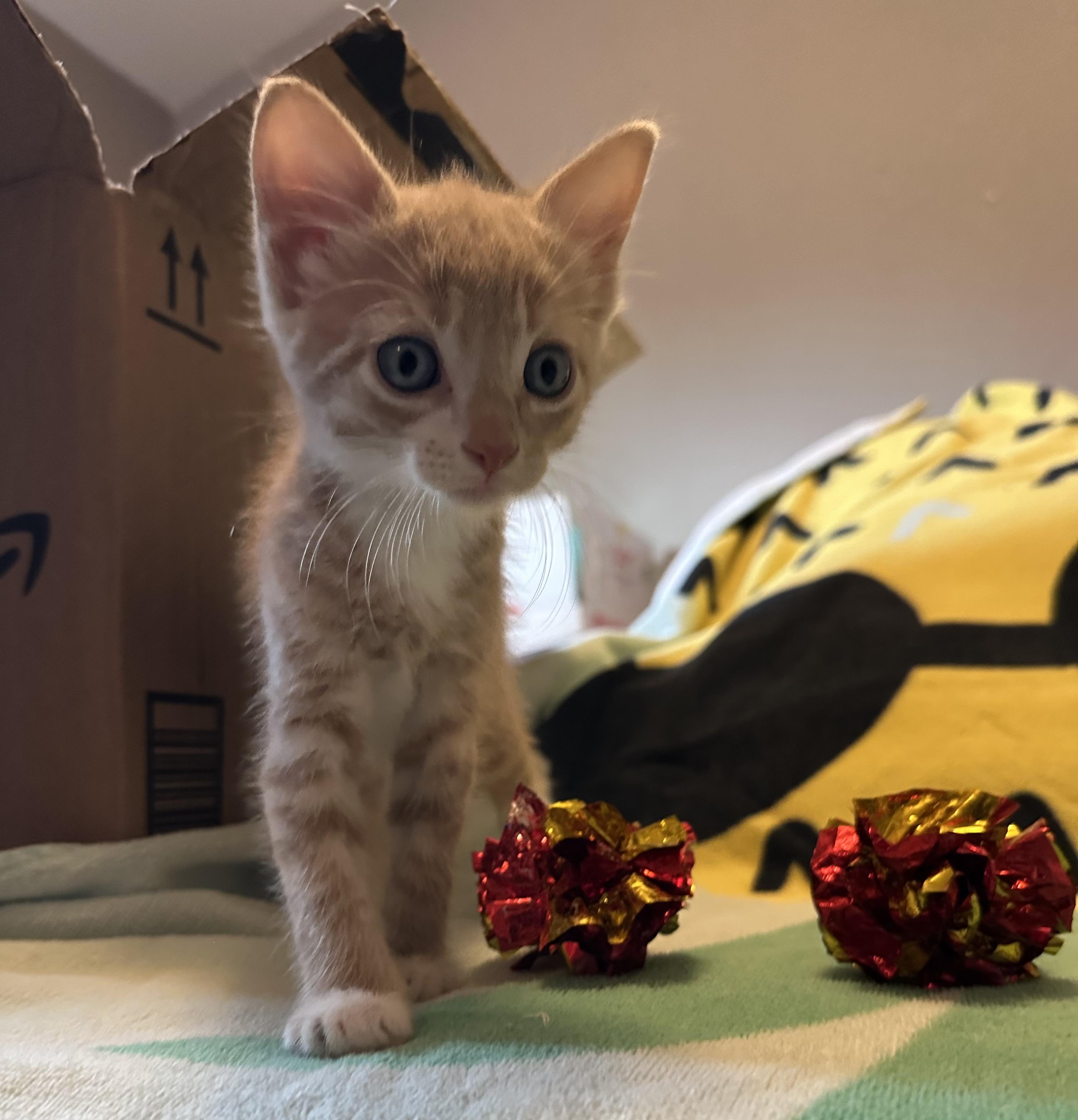 Louie, Adopted, Kitten Male Domestic Short Hair.