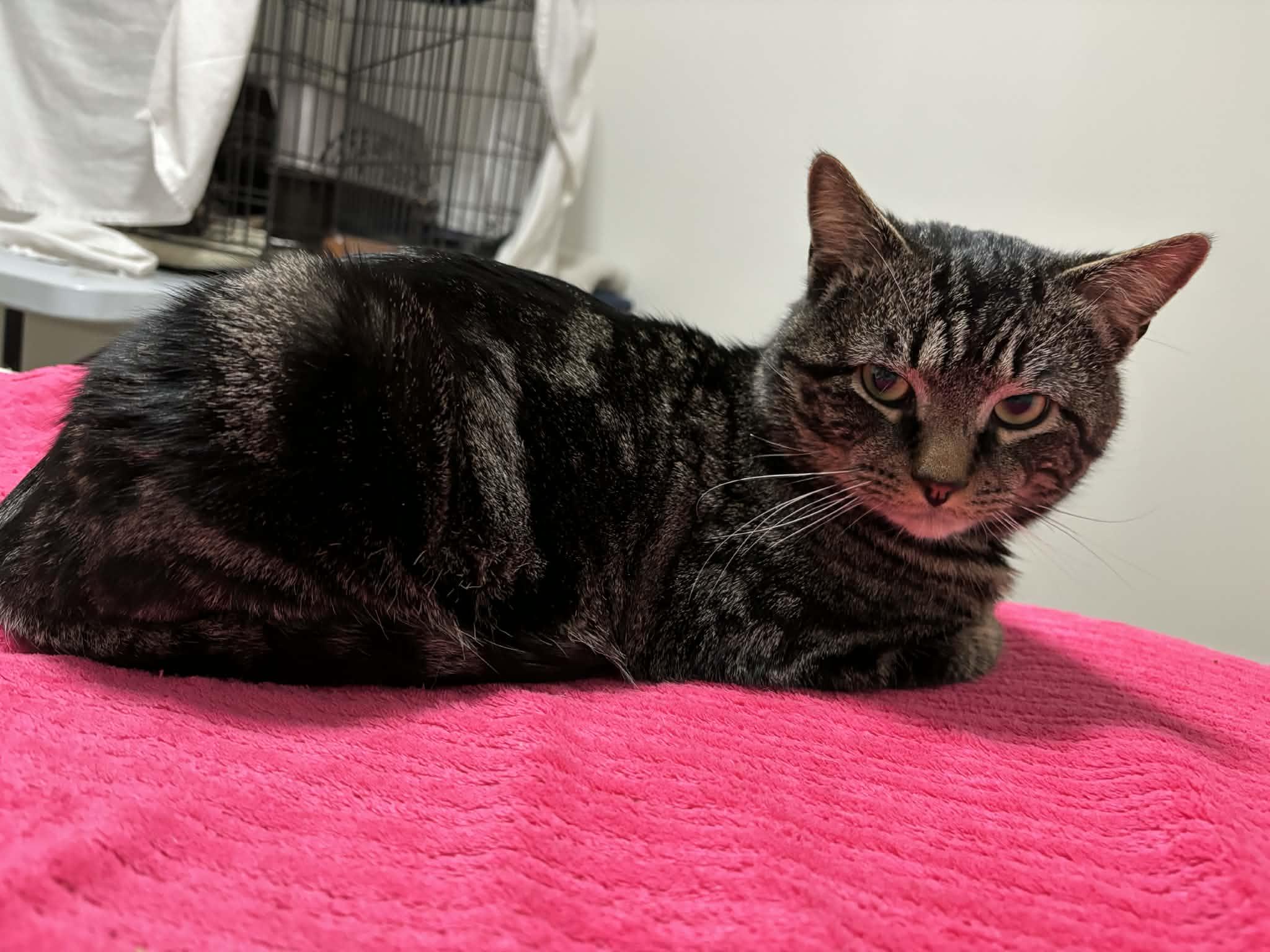 Enlarge Sully, a ADOPTABLE Domestic Short Hair in Dartmouth, NS image 5/6