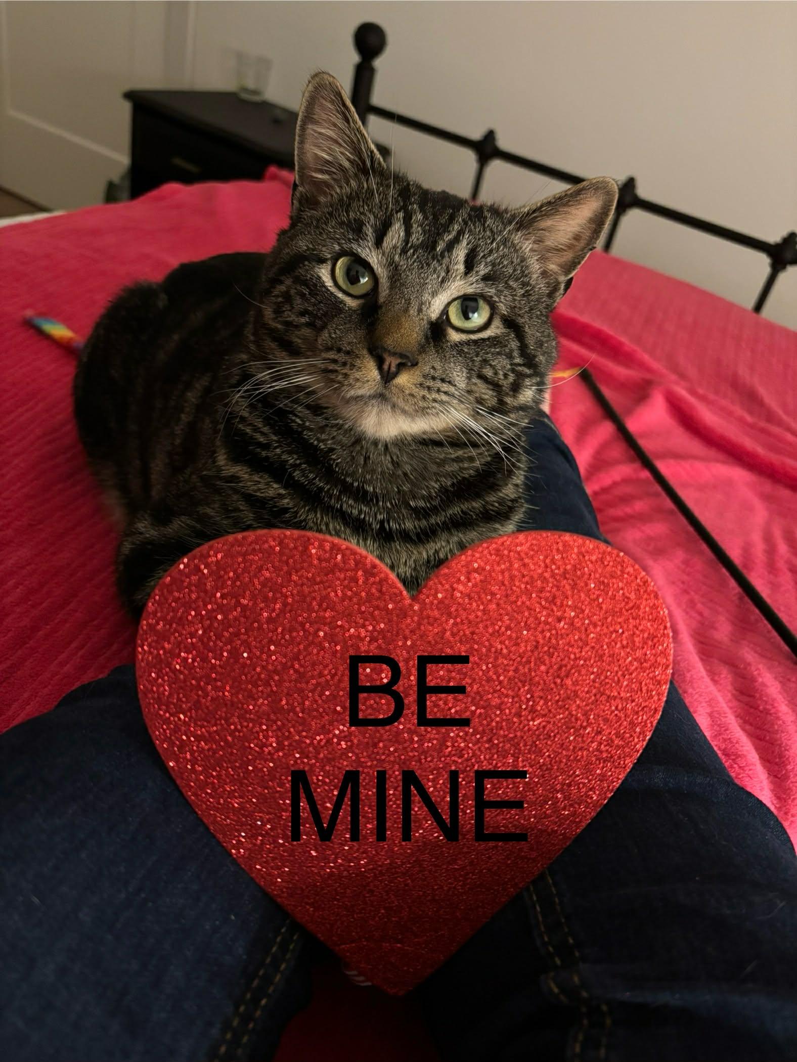 Enlarge Sully, a ADOPTABLE Domestic Short Hair in Dartmouth, NS image 1/6