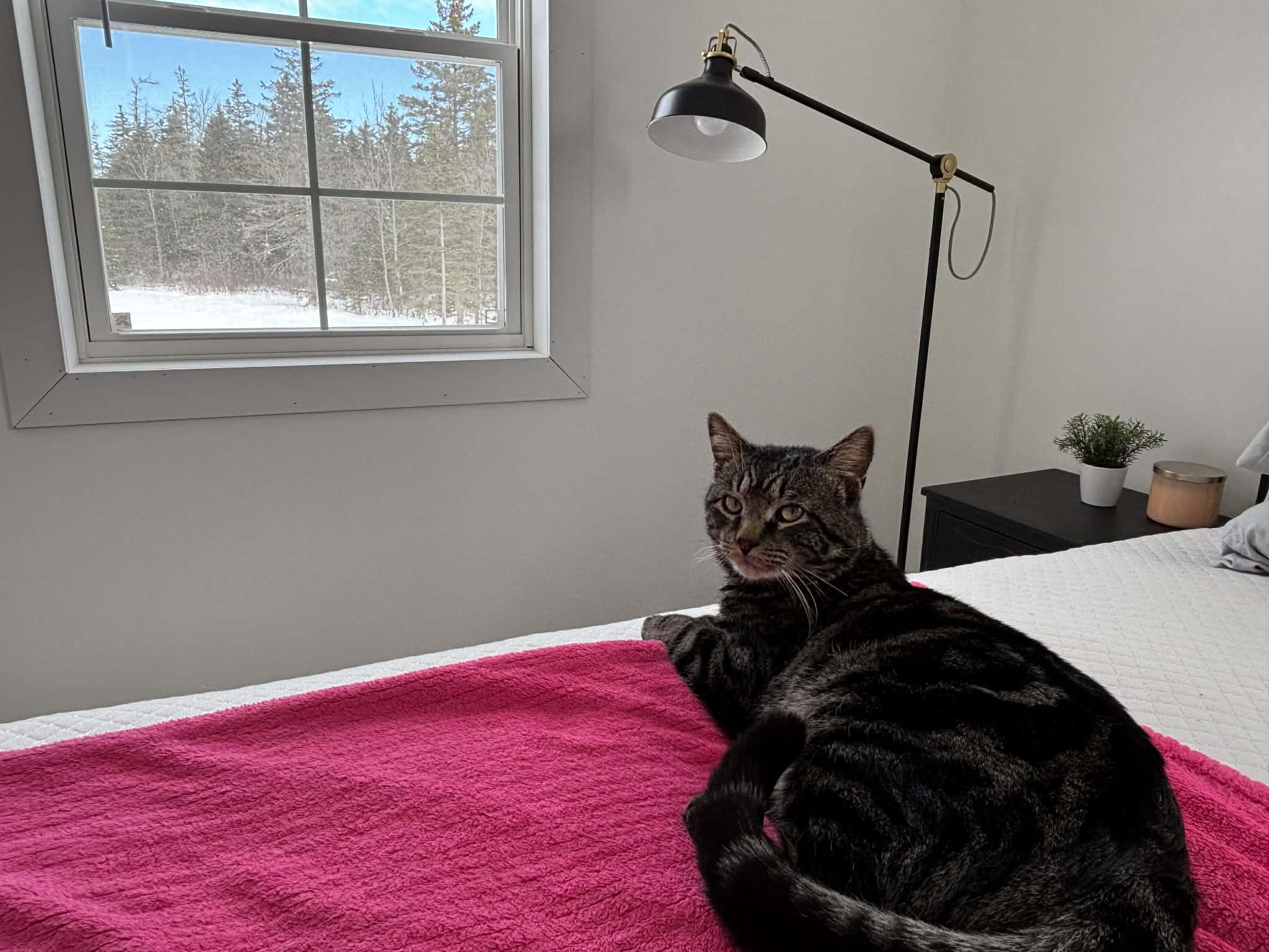 Enlarge Sully, a ADOPTABLE Domestic Short Hair in Dartmouth, NS image 4/6