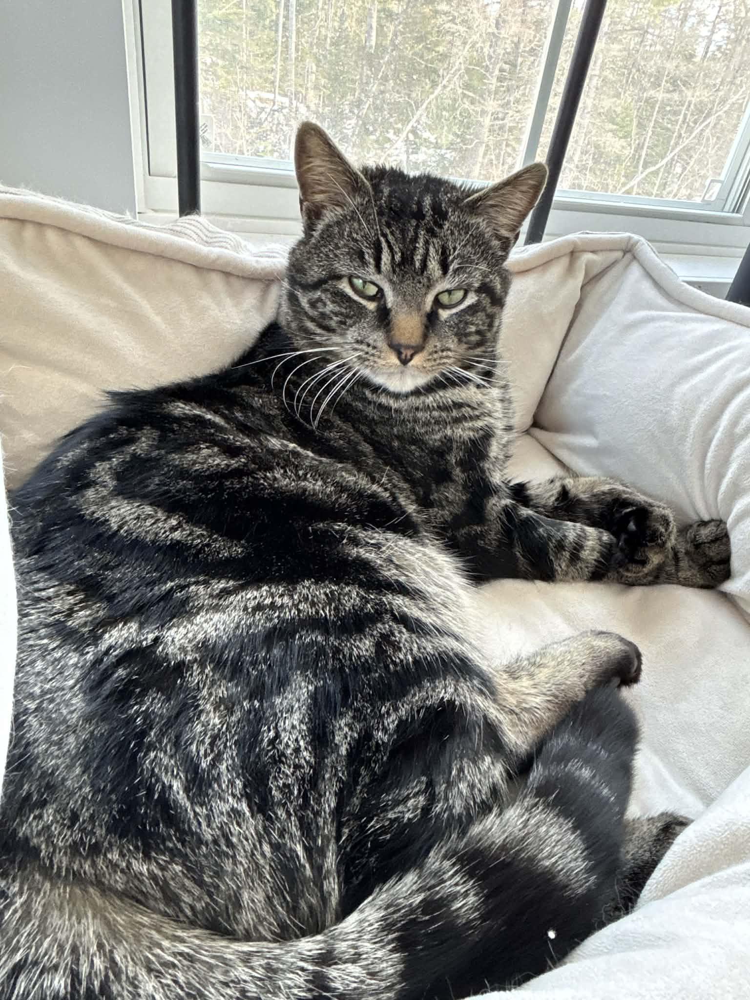 Enlarge Sully, a ADOPTABLE Domestic Short Hair in Dartmouth, NS image 2/6