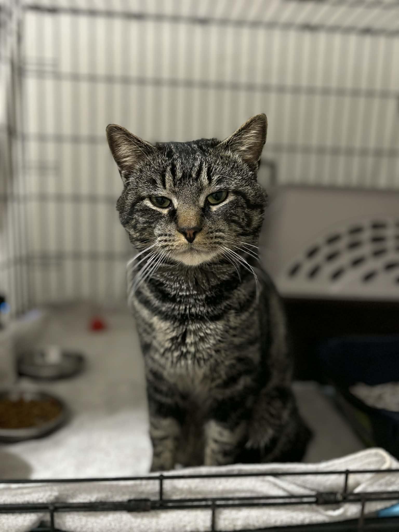 Enlarge Sully, a ADOPTABLE Domestic Short Hair in Dartmouth, NS image 3/6