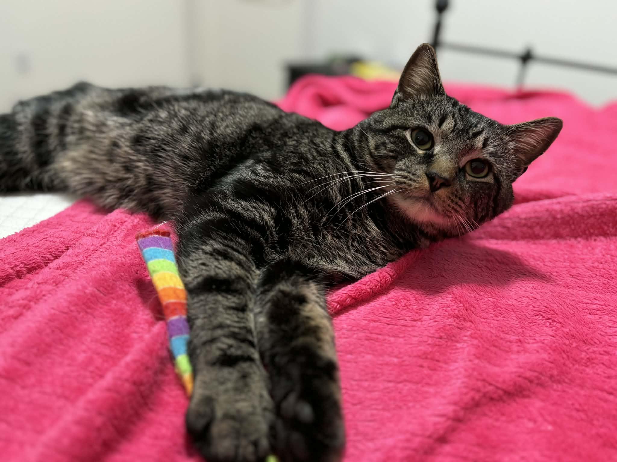 Enlarge Sully, a ADOPTABLE Domestic Short Hair in Dartmouth, NS image 6/6