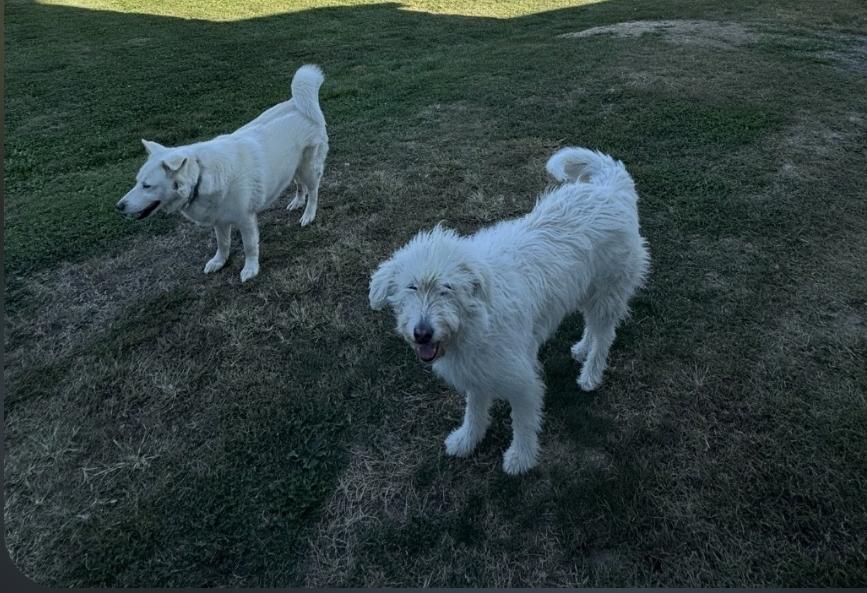 Missy, Adoptable, Adult Female Husky & Mixed Breed.