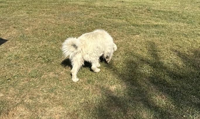 Enlarge Missy, a Adoptable mixed breed in Plain City, OH image 2/6