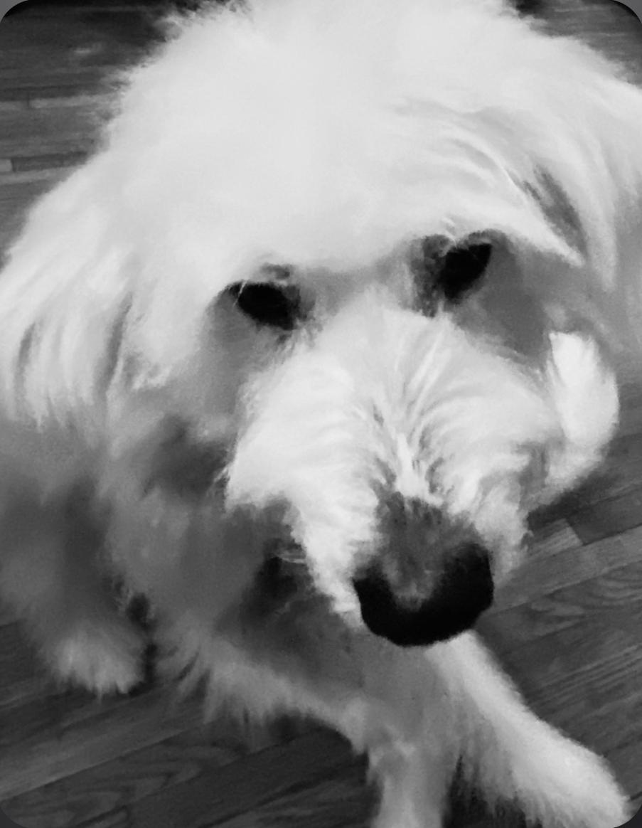 Enlarge Missy, a Adoptable mixed breed in Plain City, OH image 3/6