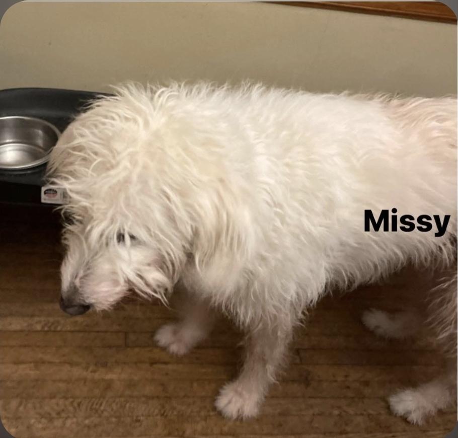 Enlarge Missy, a Adoptable mixed breed in Plain City, OH image 4/6