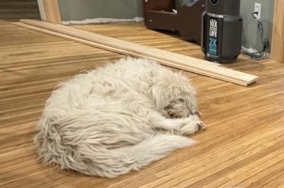 Enlarge Missy, a Adoptable mixed breed in Plain City, OH image 5/6