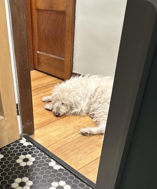 Enlarge Missy, a Adoptable mixed breed in Plain City, OH image 6/6